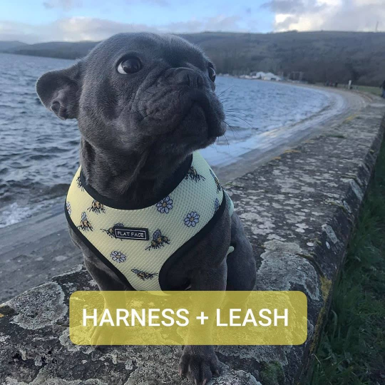 Frenchie harness outlet and leash