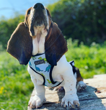 Load image into Gallery viewer, Flat Face Duo Reversible Harness and Leash / Lead Set - Dino Bot - Flat Face