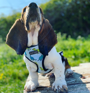 Flat Face Duo Reversible Harness and Leash / Lead Set - Dino Bot - Flat Face