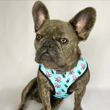 Load image into Gallery viewer, Flat Face Duo Reversible Harness and Leash / Lead Set - Hippoctopus - Flat Face