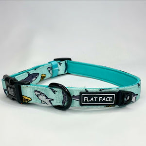 Flat Face Collar - Sharky - Flat Face