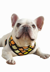 Flat Face Duo Reversible Harness - Dragon me crazy - Flat Face