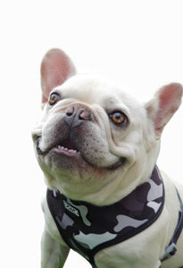 Flat Face Duo Reversible Harness - Undercover Camo - Flat Face