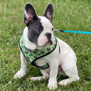 Flat Face Duo Reversible Harness and Leash / Lead Set - Lazy Safari - Flat Face