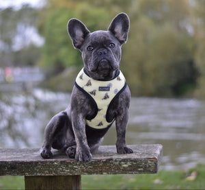 Flat Face Duo Reversible Harness - Bee Sharky - Flat Face