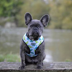 Flat Face Duo Reversible Harness and Leash / Lead Set - Dino Bot - Flat Face